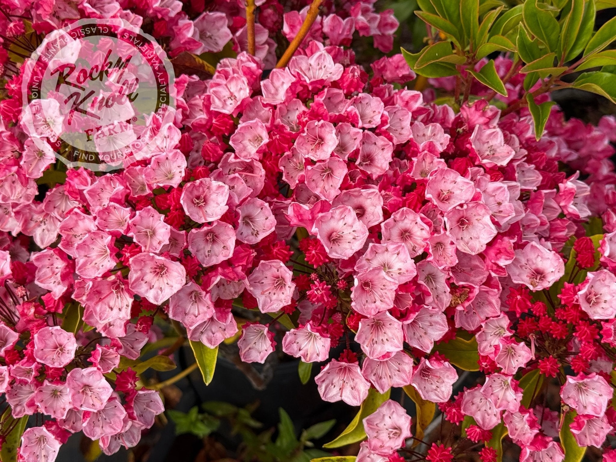 Kalmia latifolia 'Ostbo Red' Mountain Laurel plant from Rocky Knoll Farm