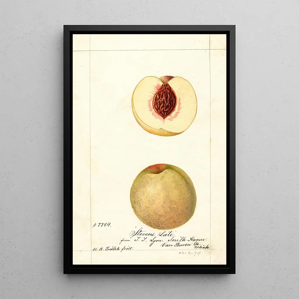 William Henry Prestele - Prunus persica Stevens Late.webp